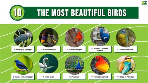 10 Most Beautiful Birds In The World A Z Animals