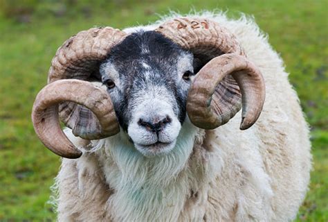 Sheep Ram Horn Stock Photo Download Image Now Istock