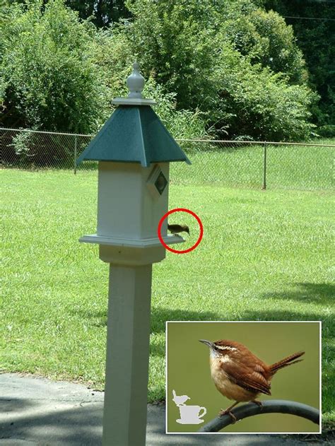 I am amazed how many nesting bird shots you have gotten. Political Clown Parade: My Nimble Little Musician