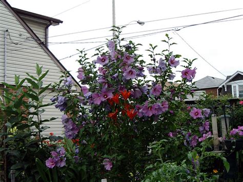 You will notice that the flower buds will drop before they open if the shrub experiences big. question about cold hardy hibiscus and gardenias and camellias