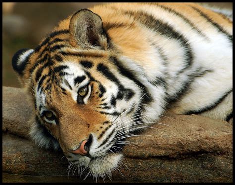 Tired Tiger The Philadelphia Zoo Flickr