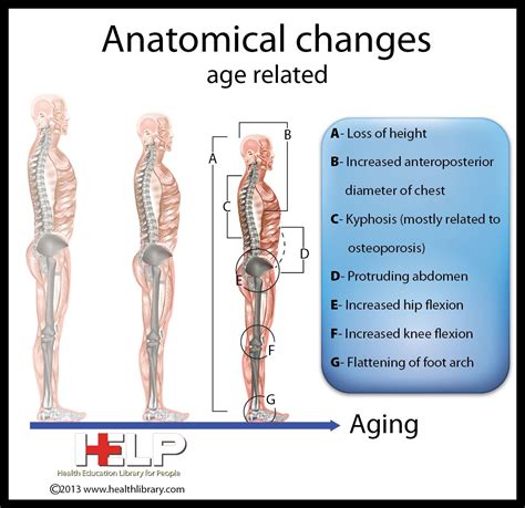 Aging Anatomical Changes Geriatrics Anatomical Aging