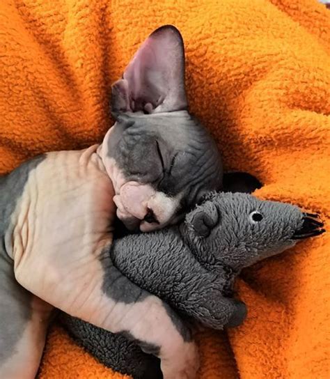 Charming Sphynx Babies That Will Not Leave You Indifferent Sphynx Cat