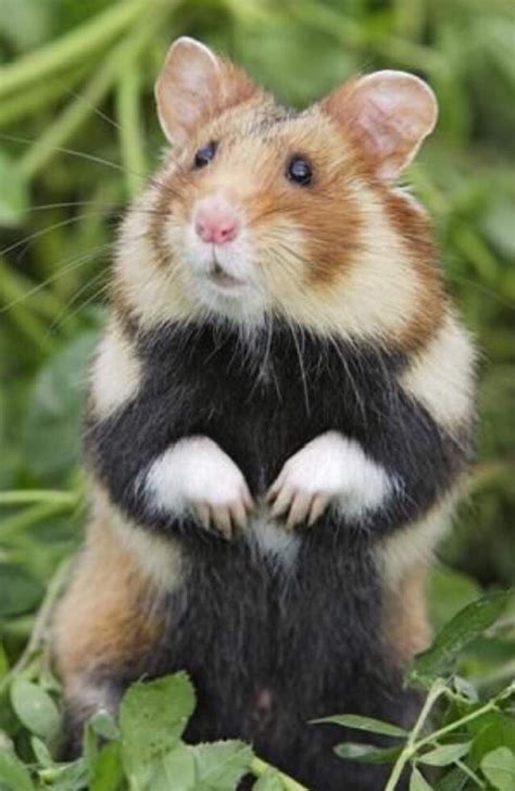 Wild Hamster Ifttt2fcu227 Gorgeous Animals And Pets