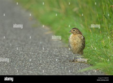 Baby Pheasants Hi Res Stock Photography And Images Alamy