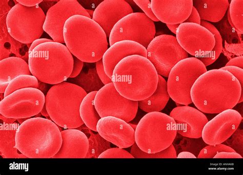 Human Red Blood Cells Electron Micrograph Of Normal Rbcs Also Know As