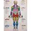 Muscles In The Body Diagram  Human Musculoskeletal System