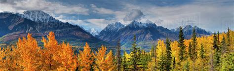 Panoramic View Of The Fall Foliage And Snowcapped Chugach Mountains