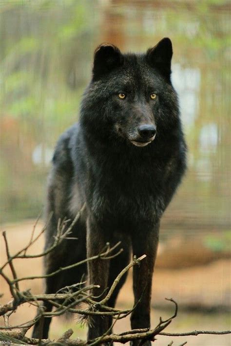 Blsck Wolf With Yellow Eyes Wolf Dog Wolf Pictures Black Wolf