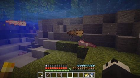 Caves Minecraft Axolotl Colors Axolotls Eat Buckets Of Tropical Fish