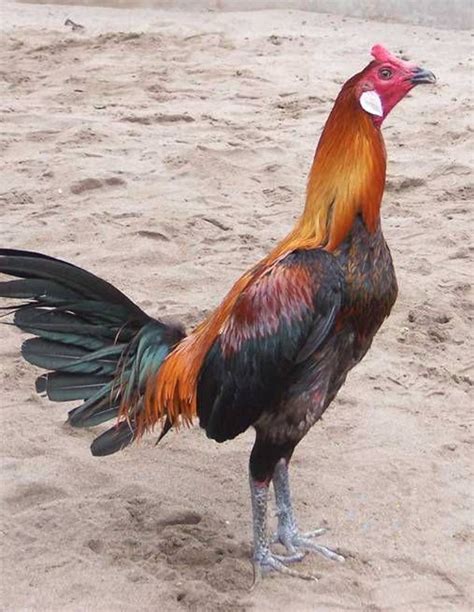Andean Pedraglio Game Fowl Game Fowl Rooster Breeds Chicken Breeds