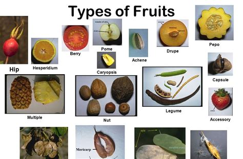 List Of Differences Between Different Types Of Fruits Drupes Nuts