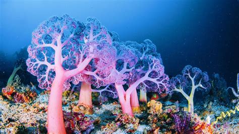 how deep sea coral reefs protect marine biodiversity livekindly