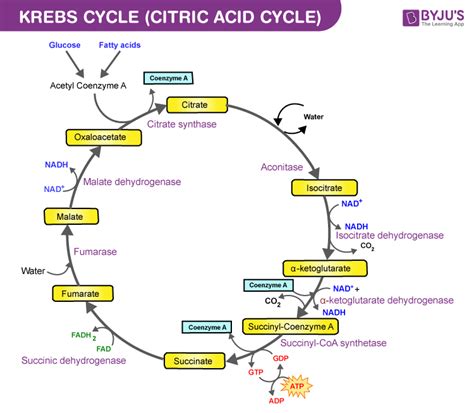 krebs cycle cycle tumblr