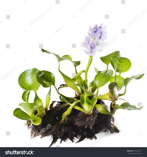Common Water Hyacinth Eichhornia Crassipes Plant Stock Photo 156346151