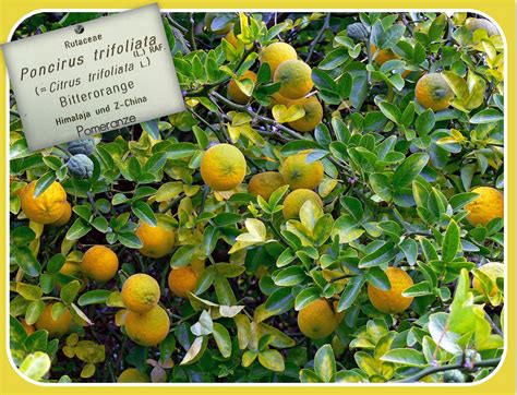 Die ehefrau des früheren bundeskanzlers helmut schmidt war aktive umweltschützerin und. Bitterorangen (Pomeranzen) im Botanischen Garten Hamburg ...
