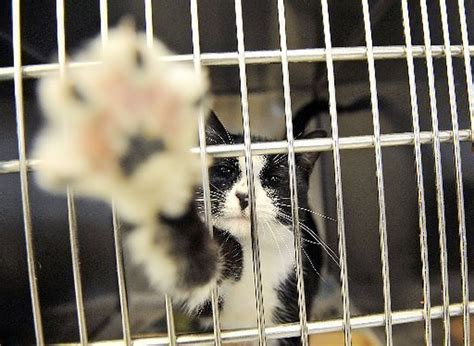Bayonne City Council Considers Proposed Feral Kitty Legislature
