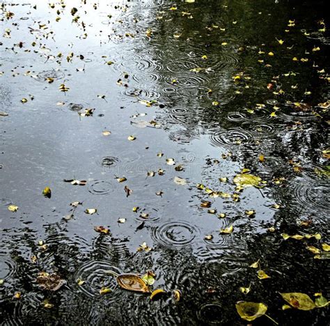 Colorful Autumn Leaves In A Puddle During Rain Water Circles Splashes
