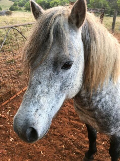 Free To Good Home Mini Stallion 5 Years Horses And Ponies Gumtree