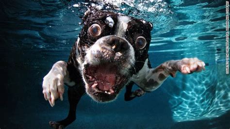 犬の 変顔 写真が話題に、水中のユニークな表情を撮影 Underwater Dogs Boston Terrier Dog Dog