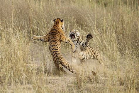 7,000+ vectors, stock photos & psd files. Annual National Geographic Photo Contest 2014 - Business ...