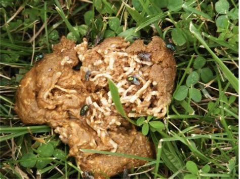 Picture Of Dog Poop With Tapeworm - PetsWall