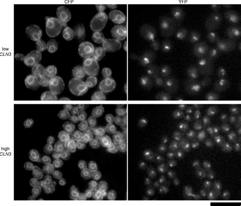 The Size Of The Nucleus Increases As Yeast Cells Grow Molecular