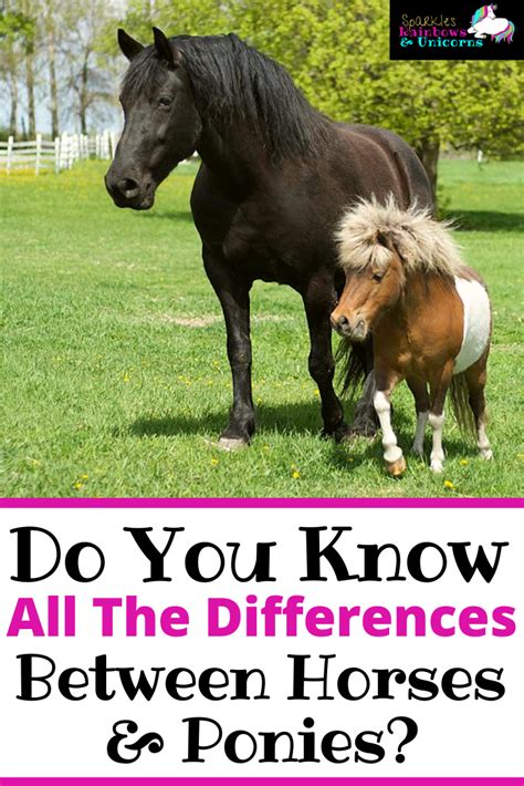 The Difference Between Horses And Ponies Horses Horse Riding Tips