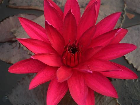 Red Flare Night Blooming Tropical Waterlily Red Flare Is One Of The