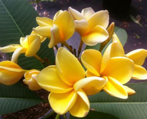 Yellow Plumeria Cuttings Starting At 1000 For Sale In Whittier Ca