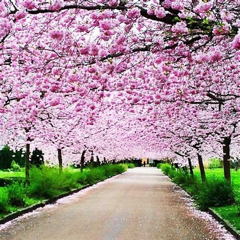 Zekkei Beautiful Scenery Cherry Blossoms In Japan 日々是遊楽也