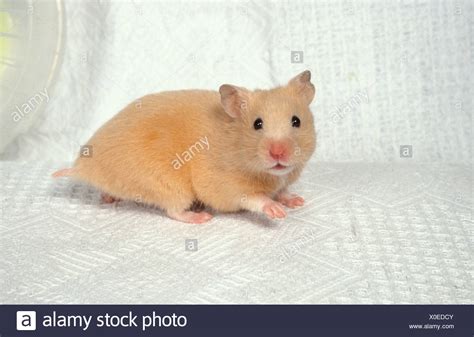 Golden Syrian Hamster Stock Photo Alamy