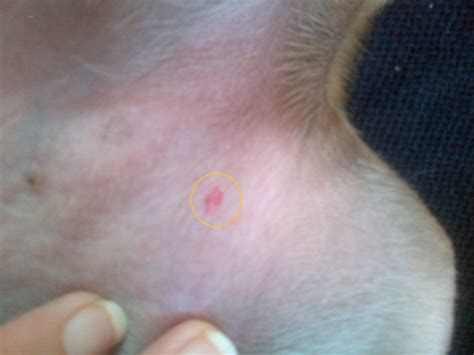 If anything, the bite would feel like a pinprick if even noticed at all. Tick Bite Reaction (2014) - GermanShepherdHome.net
