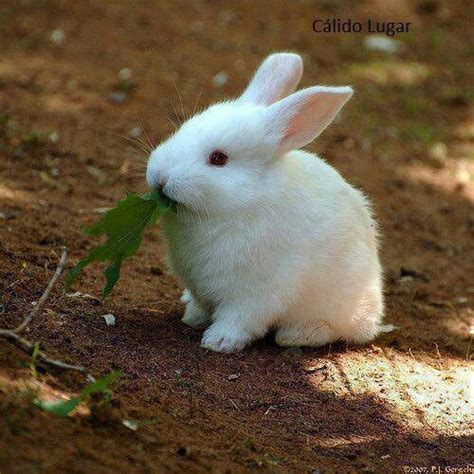 White Rabbit Had A Childhood Too Baby Bunnies Cute