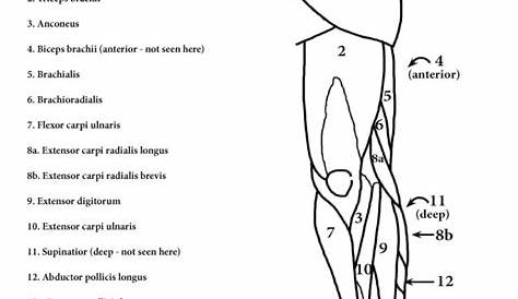 human muscles coloring worksheets
