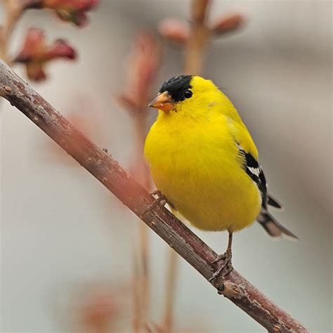 American Goldfinch