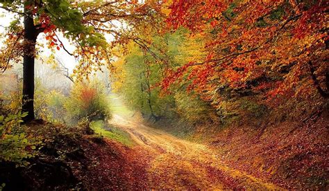 Forest Red Autumn Fall Nature Road Season Landscape Rays