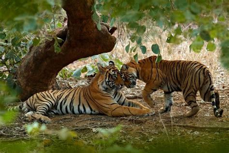 Royal Bengal Tigers In Ranthambore Will Tempt You To Visit Rajasthan