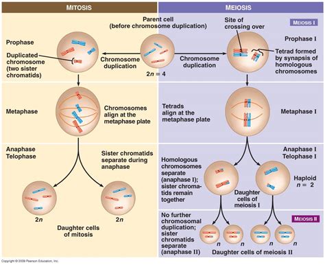 Distinguish Between Mitosis And Meiosis And Draw Labelled Diagrams