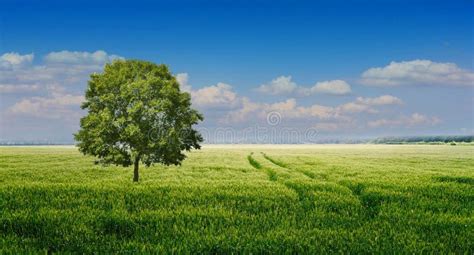 Green Field And Blue Sky Stock Image Image Of Front 155712135