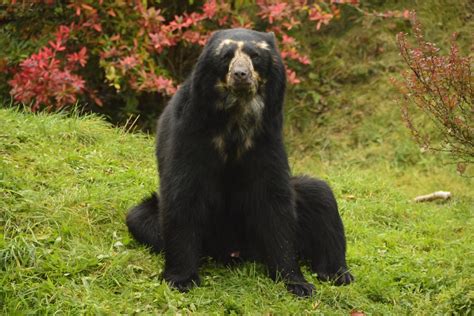 Chester Zoo 34 Spectacled Bear Richard Southwell Flickr