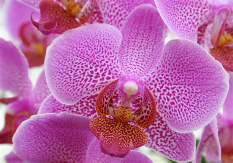 3840x2160 Resolution Selective Focus Photo Of Purple Moth Orchid Hd