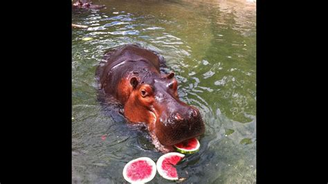 Hippopotamus Eating Watermelon Very Cute To Watch Satisfying Video