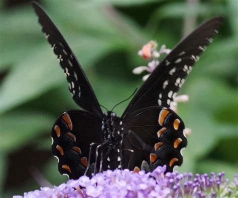 Butterfly Spicebush Swallowtail Revisited