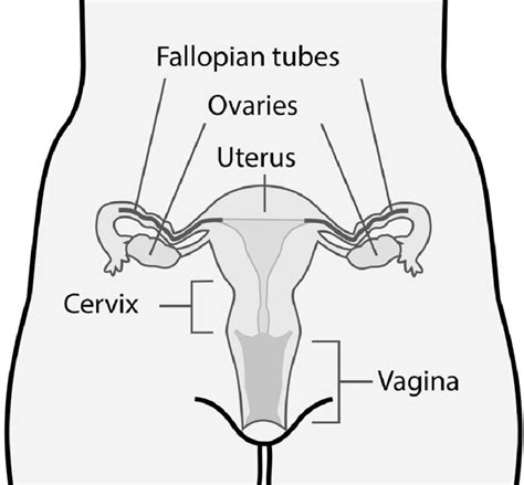 Schematic Drawing Of Female Reproductive Organs Frontal View