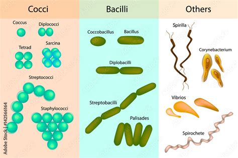 Types Of Bacterial Bacteriadifferent Forms Of Bacteria