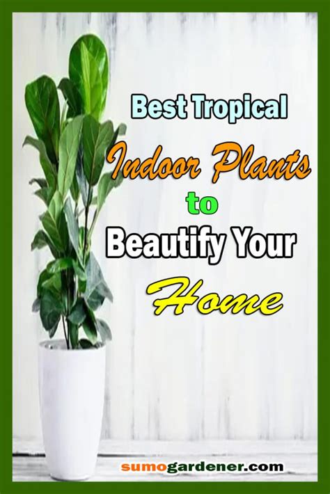 20 Best Tropical Indoor Plants To Beautify Your Home