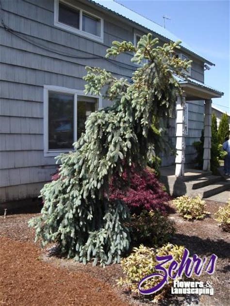 Slenderina Weeping Blue Spruce Zehrs Flowers And Landscaping