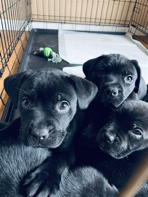 Cane corso puppy for sale in nottingham, pa, usa. Cane Corso Puppies For Sale | Laurinburg, NC #318969