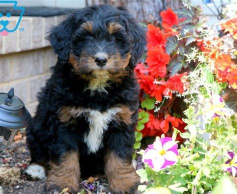 They will be available for adoption by april 20th. Bernedoodle - Mini Puppies For Sale | Puppy Adoption ...